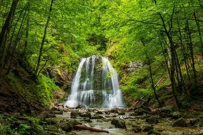 Лиановый лес и Лунь Лиановый лес и Лунь